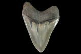 Serrated, Fossil Megalodon Tooth - Georgia #90764-2